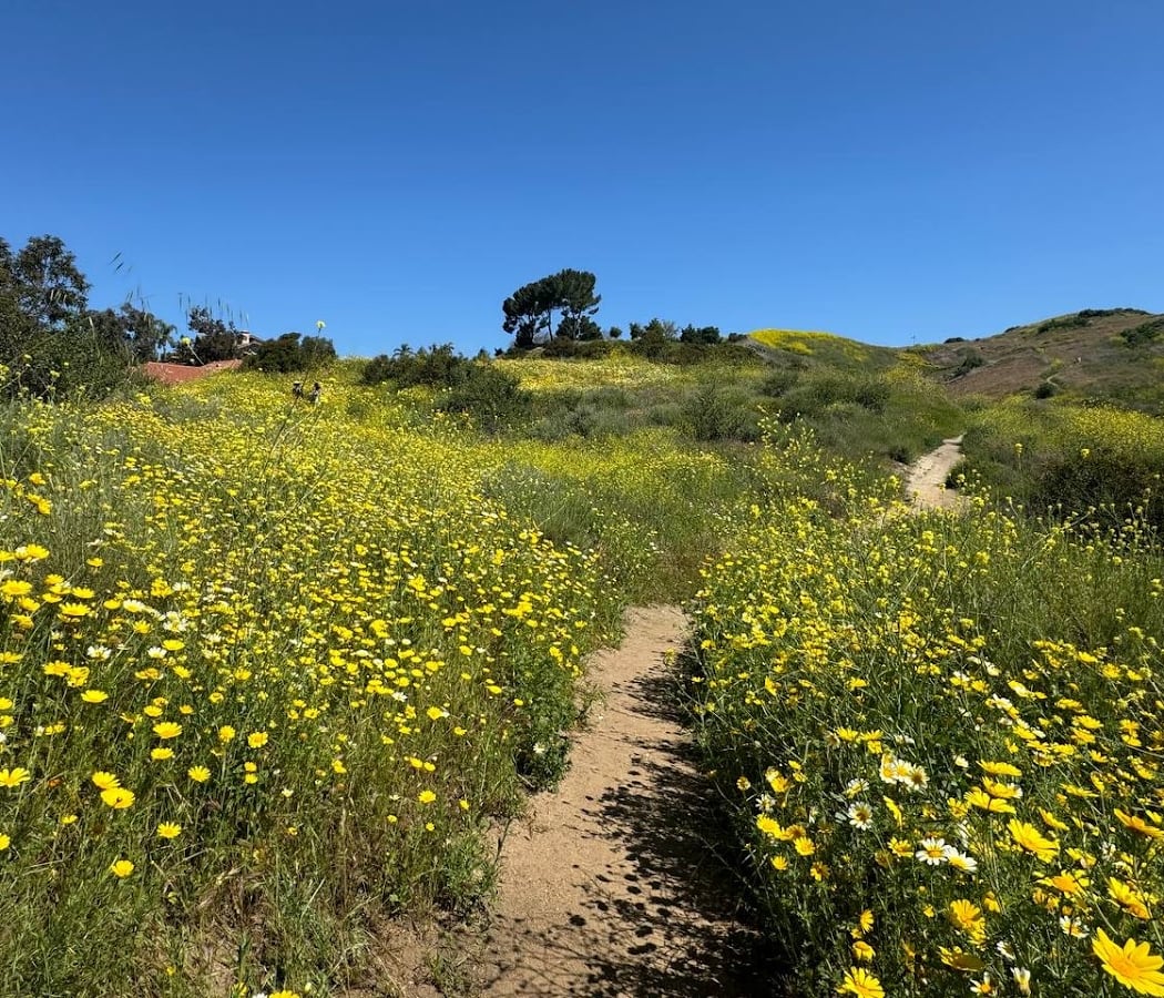 Summer Solstice Hike: Weir Canyon 3