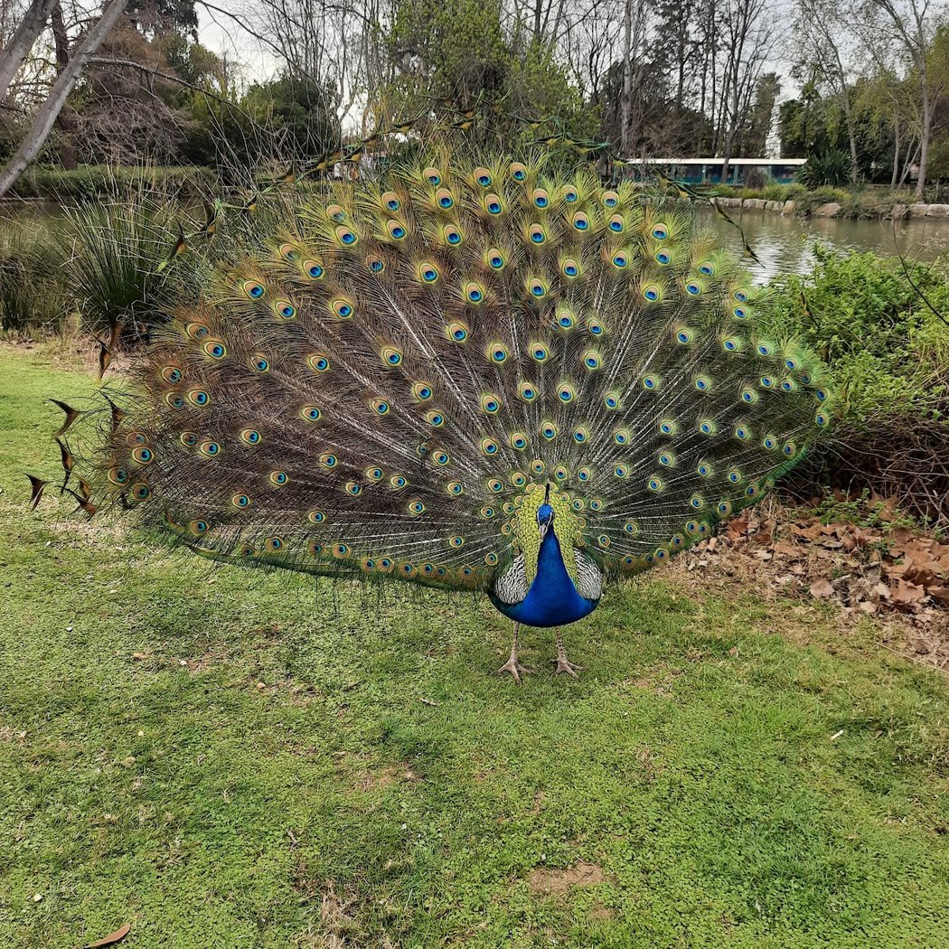 Parc Olbius Riquier 1