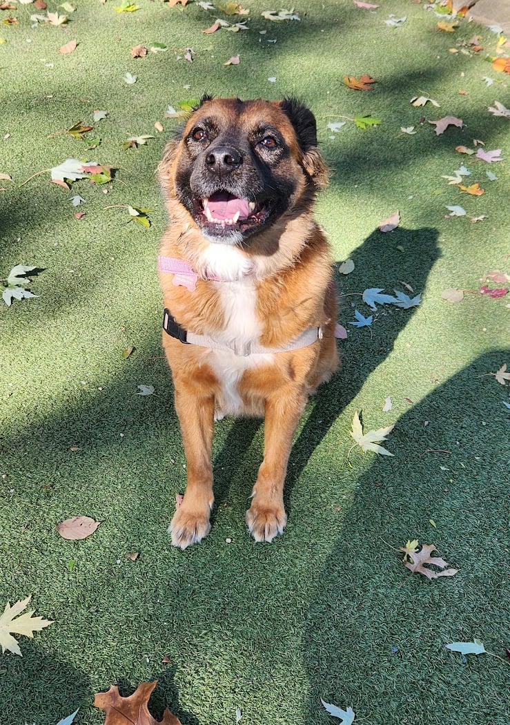 Glen Oaks Village Enchanted Forest Dog Park - Private 2