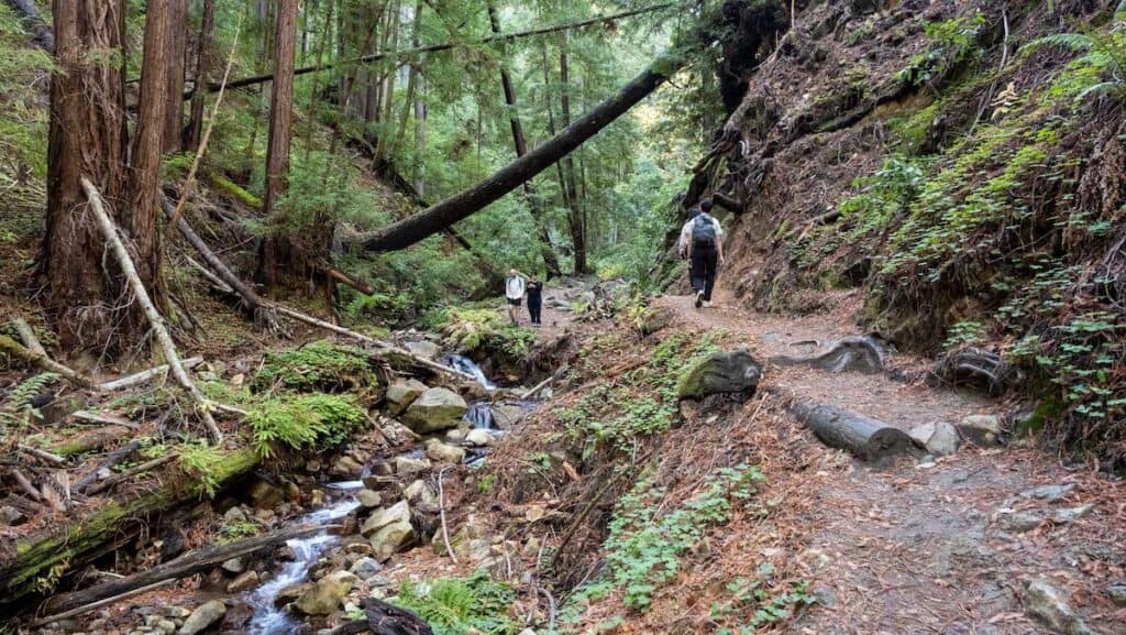 Henry Cowell Redwoods State Park 3