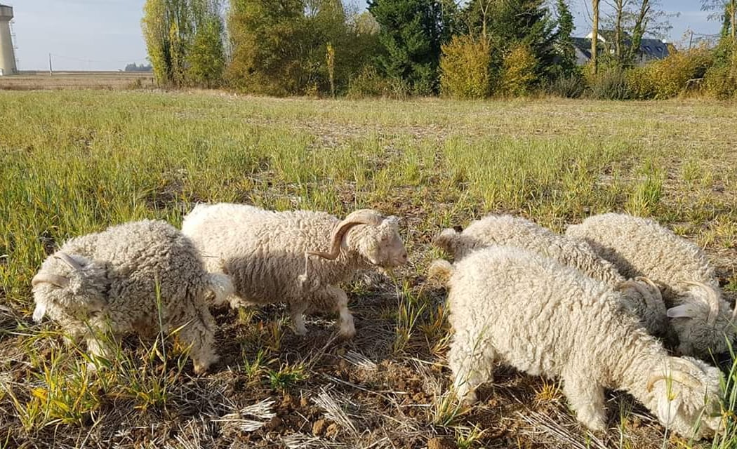 La Ferme des P'tits Bergers -Laine mohair & mouton - Loiret & Essonne 2