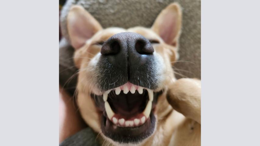 Chandler Woofstock