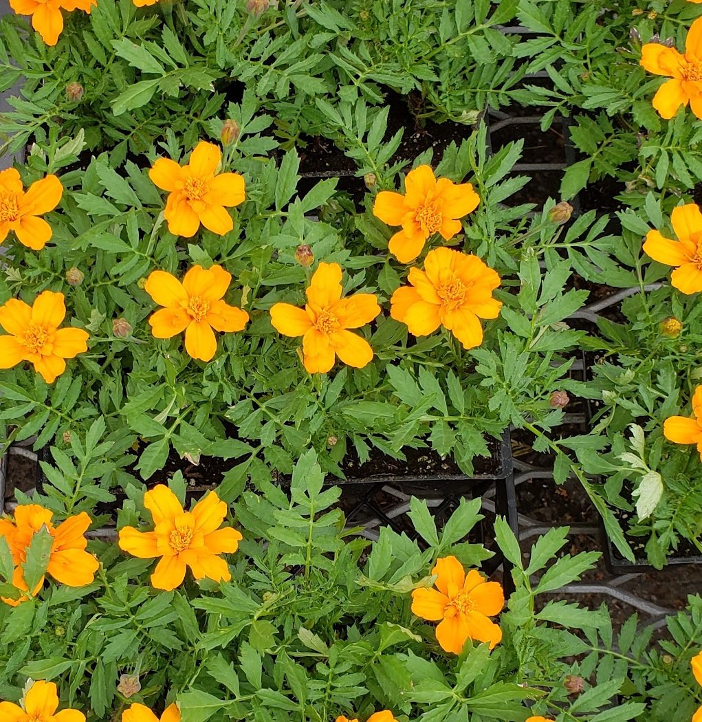 Grapevine Plant Nursery 2