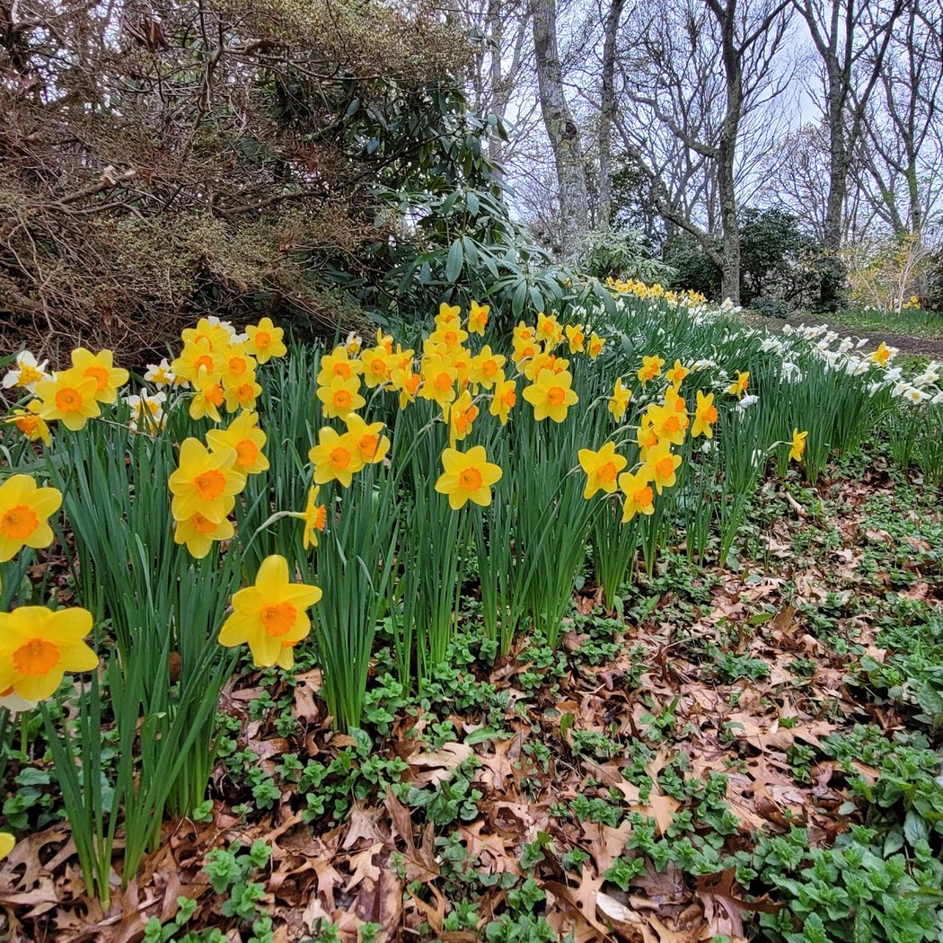 Spohr Gardens 2