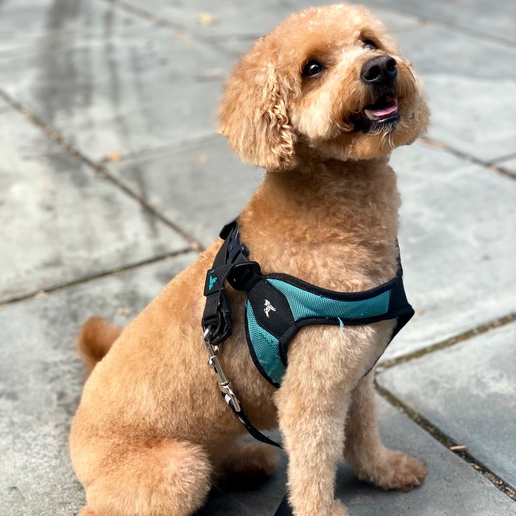 POOCHi 1