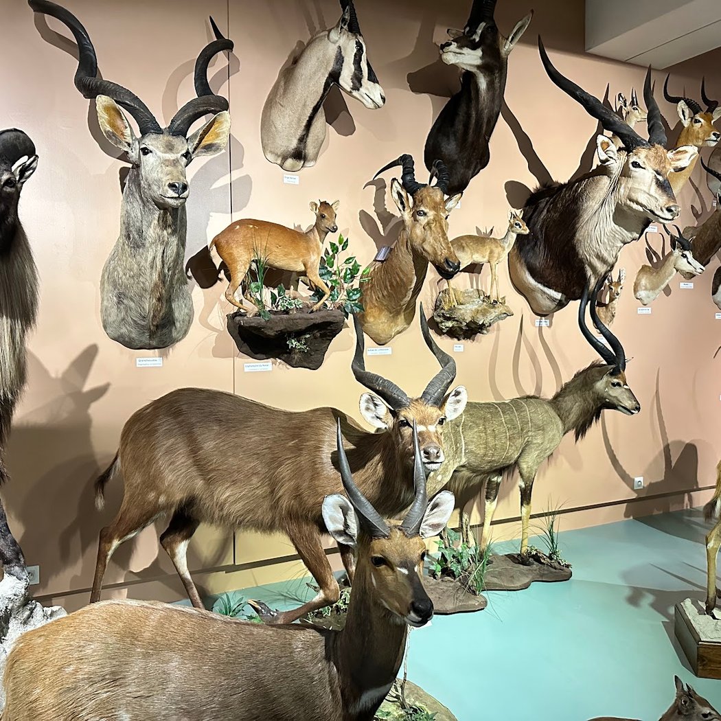 Museum of Natural History of Tours 3