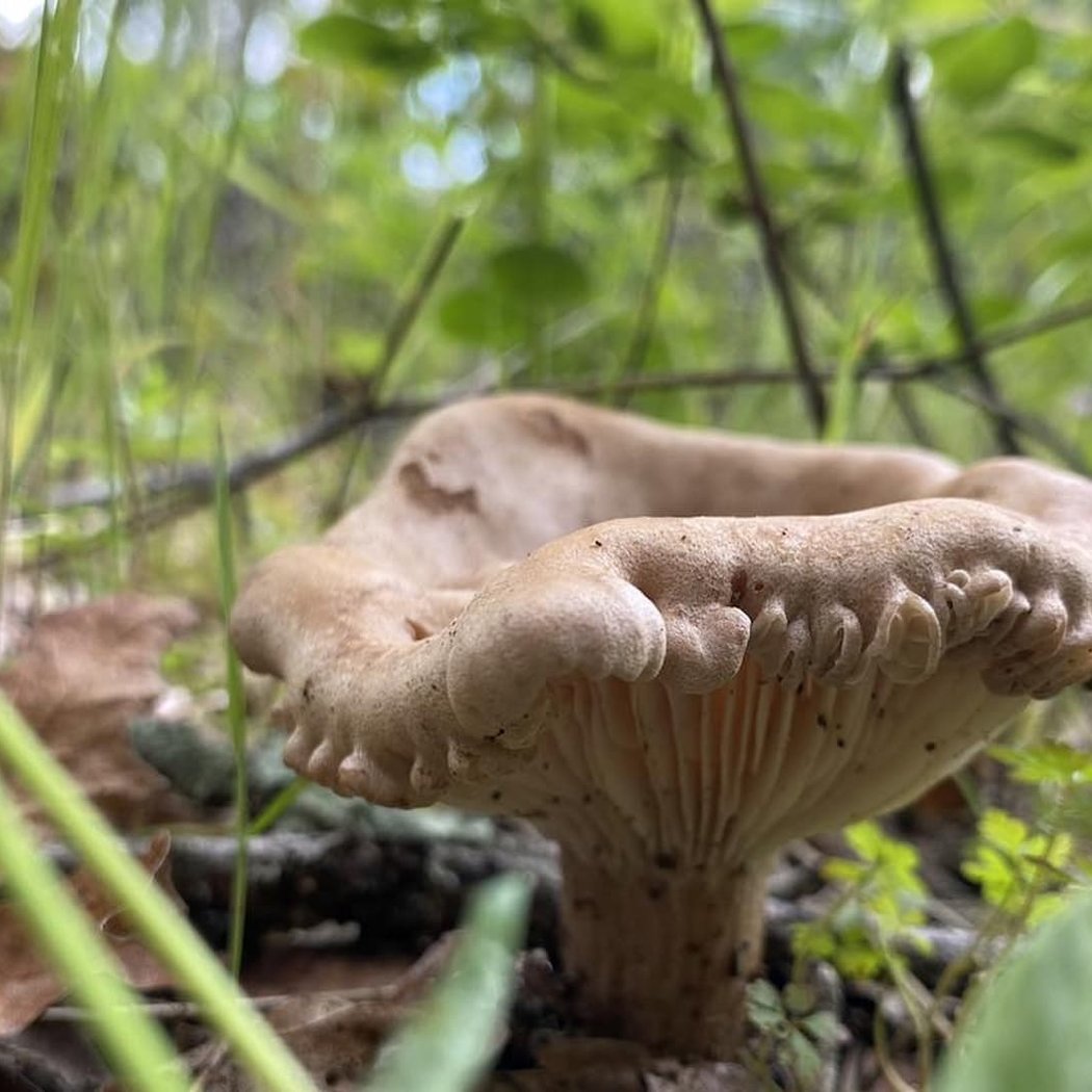 3rd Saturday Hike, Mushrooms at Bothe 1