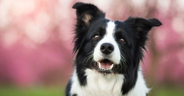 Actuel dogs 3