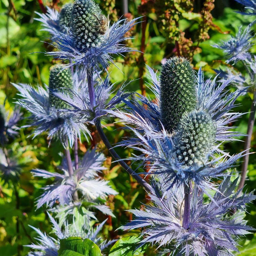 altitude du Haut Chitelet Garden 1