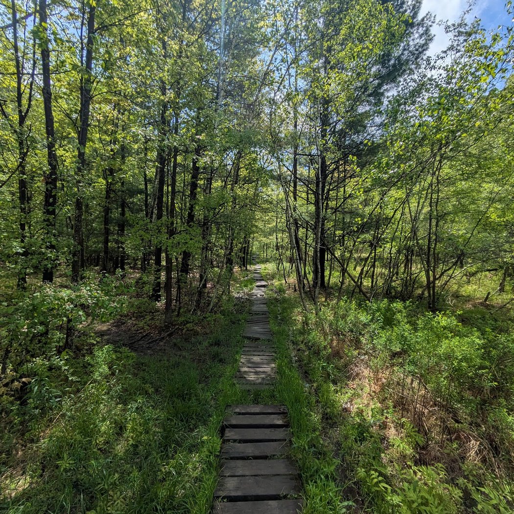 Binghamton University Nature Preserve 2