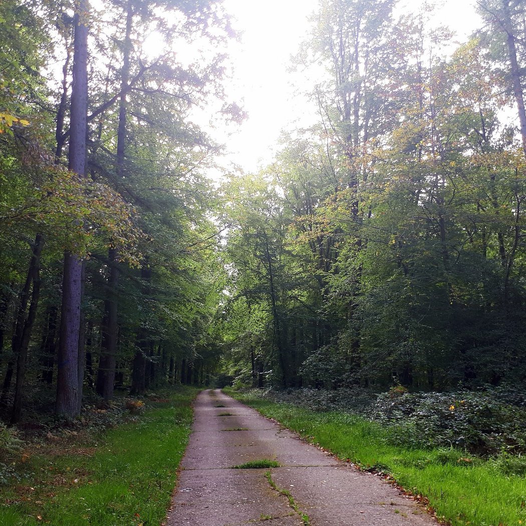 Eawy Forest 5
