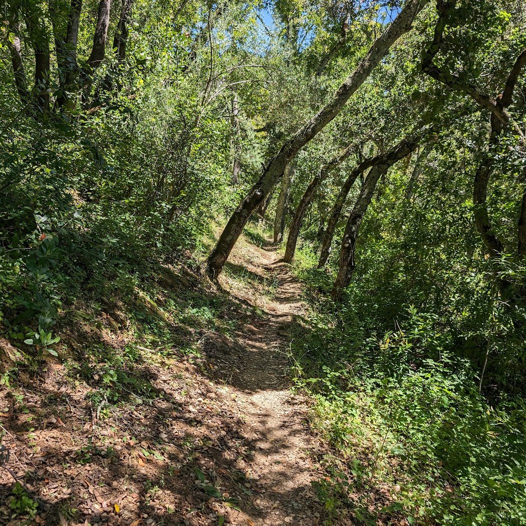 Kite Hill Wildflower Preserve 3