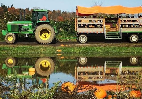 Bob's Corn & Pumpkin Farm 1