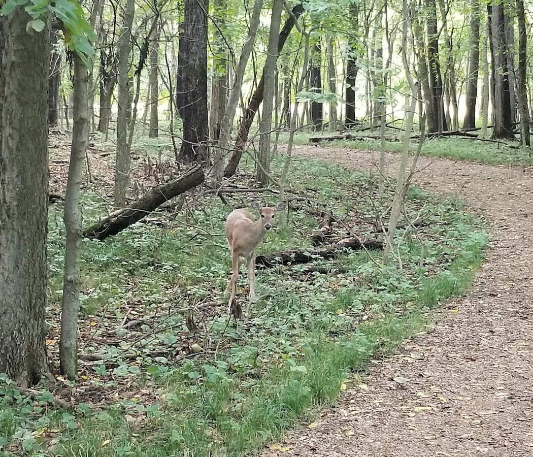 Lightning Bugs! Hike 1
