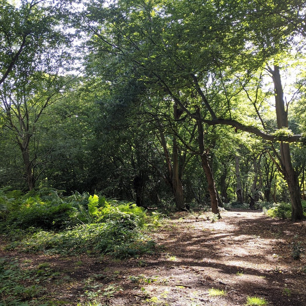 Epping Forest 3