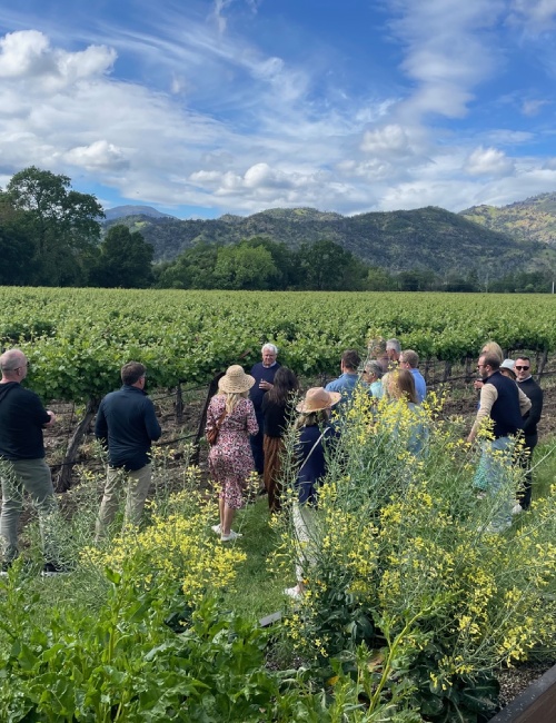 Canard Vineyard 3