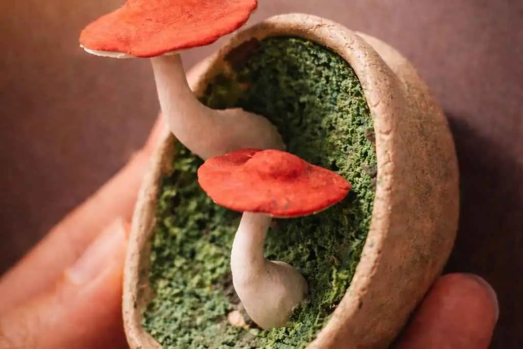 Forest Floor: Clay Magnet Workshop 1