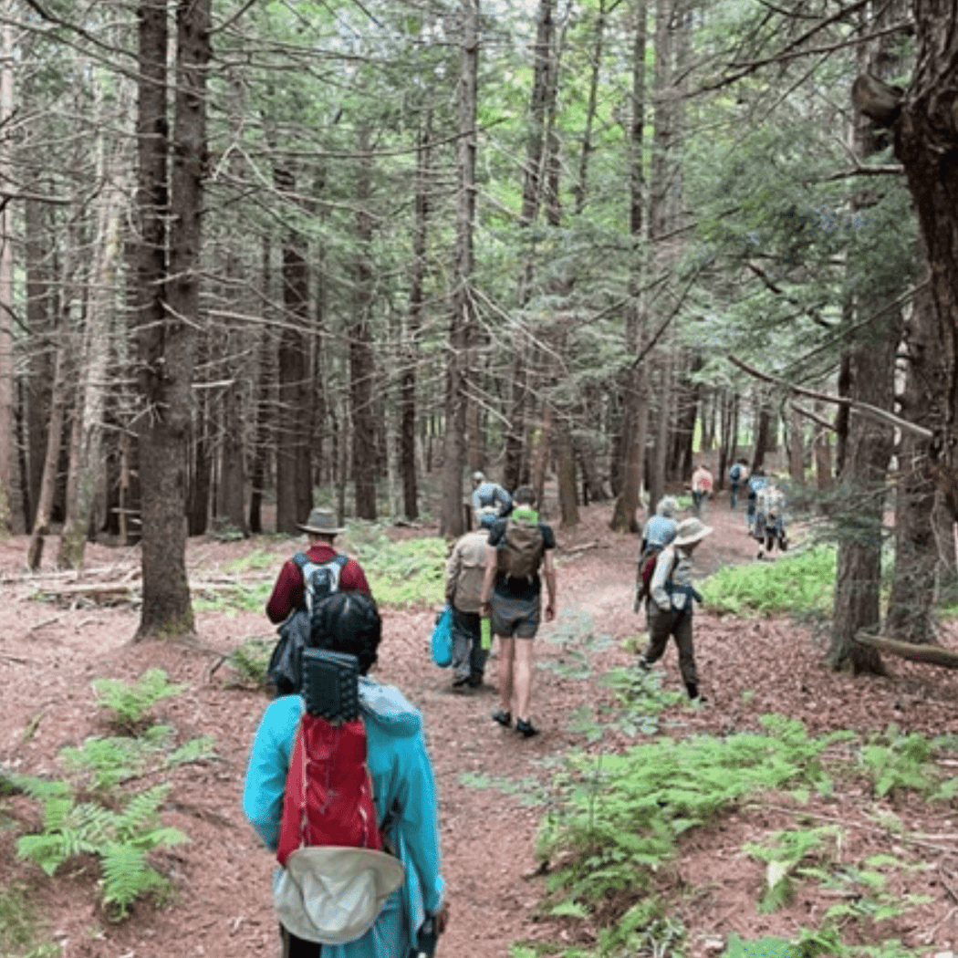 Unplug Illinois Day: Nature Therapy Walk 2