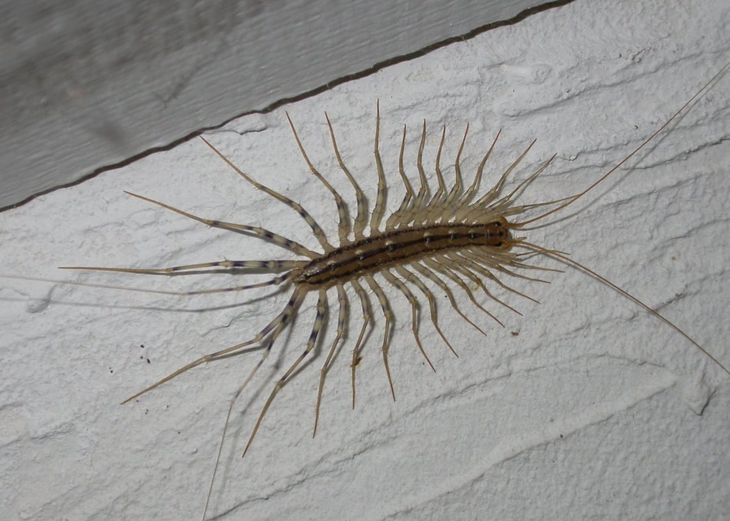 Ces petites bêtes qui s'invitent dans nos habitation 1