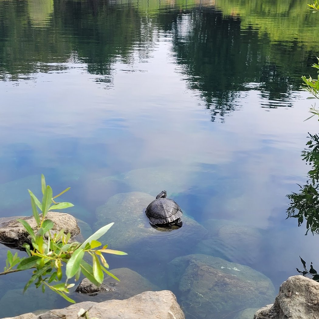 Turtle Hangout 1