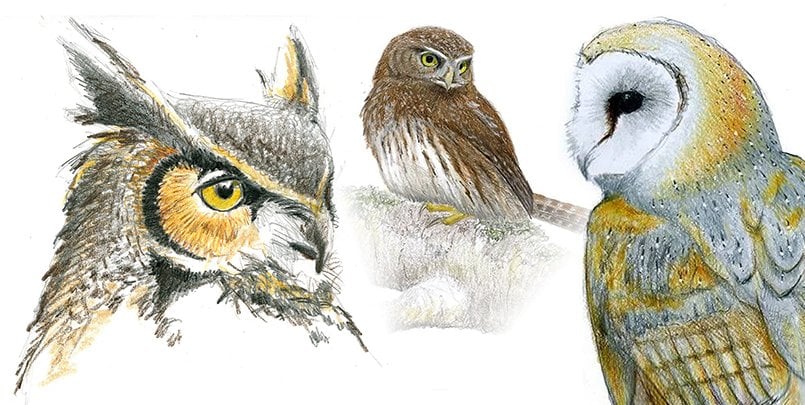 Owls of Santa Clara County - Livestream 1