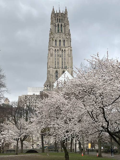 Sakura Park 3