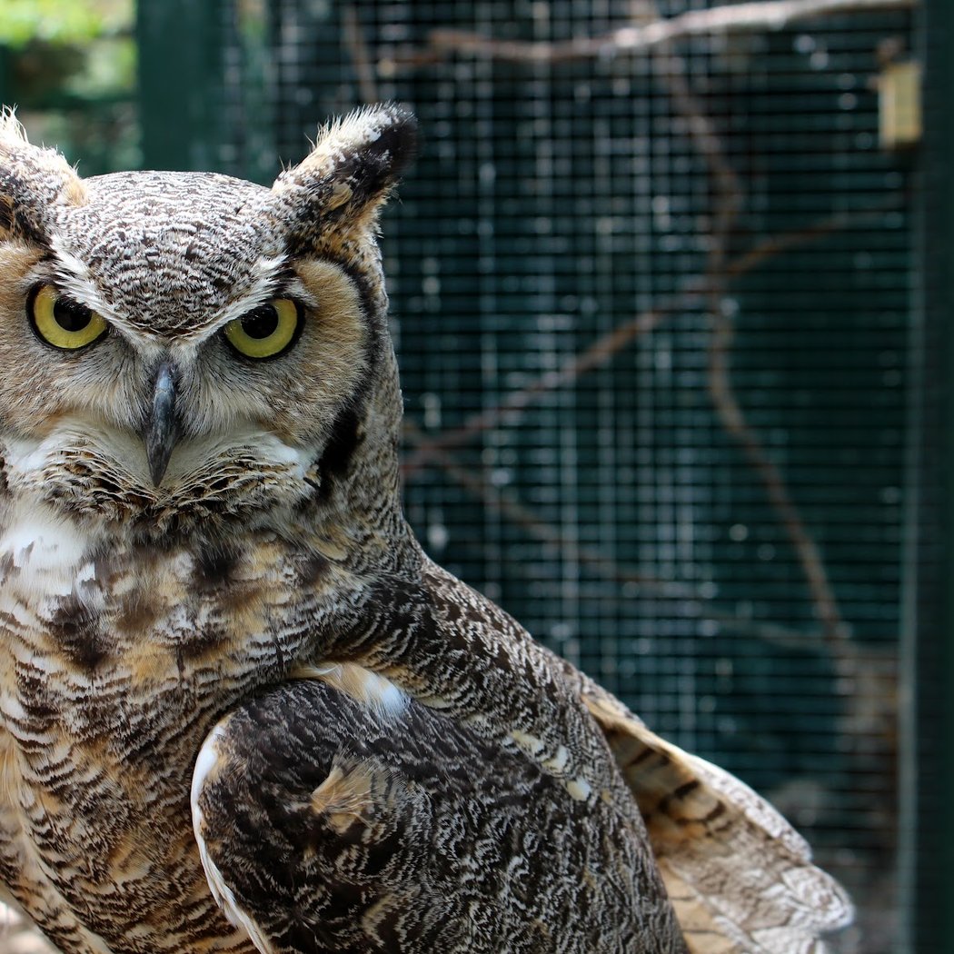 Adirondack Wildlife Refuge and Rehab Center 1