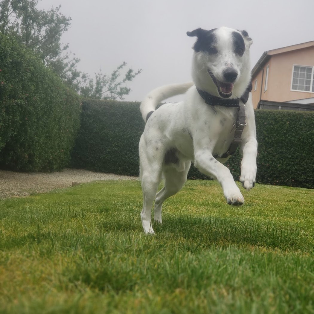 Bark Park 2