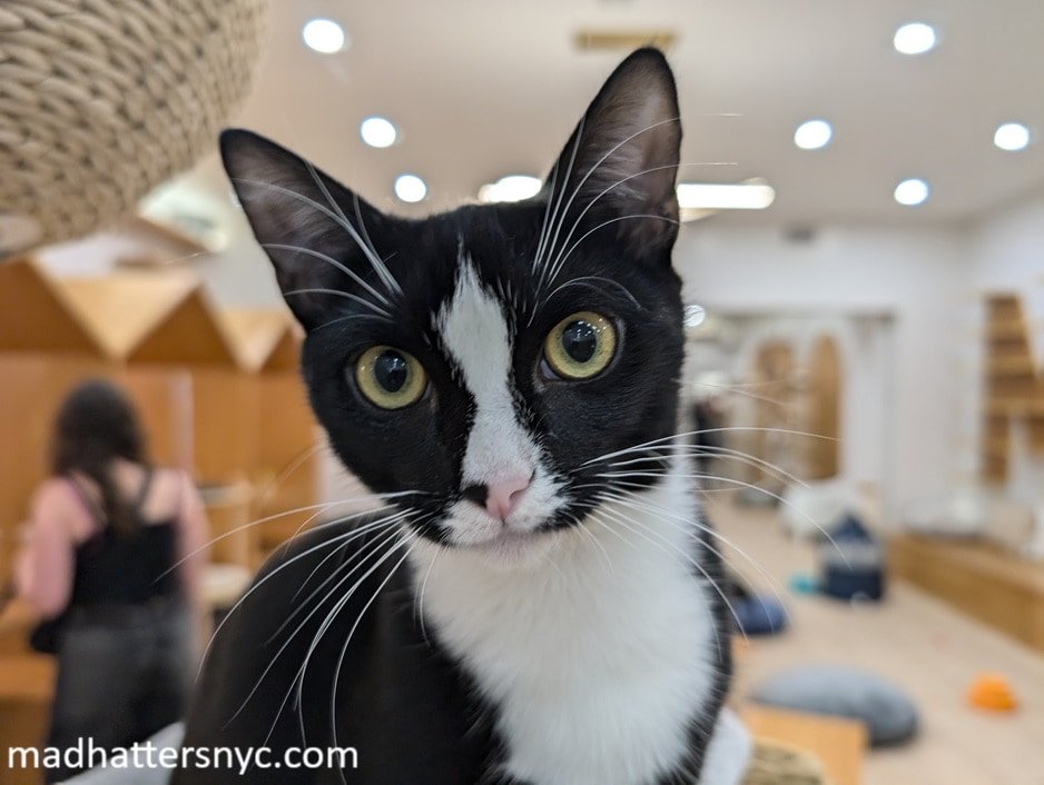 Meow Parlour 4