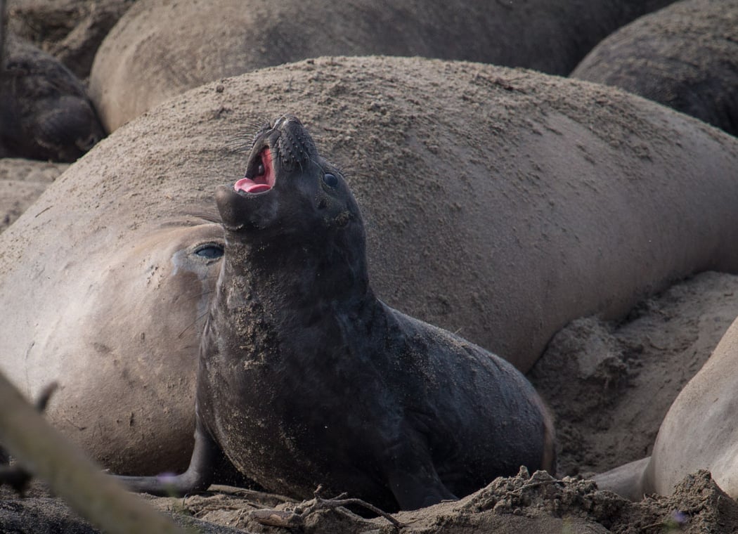Point Año Nuevo 1