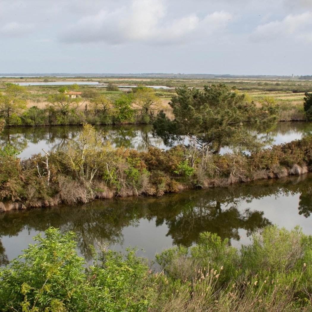Visite guidée dans la Réserve Ornithologique du Teich 1