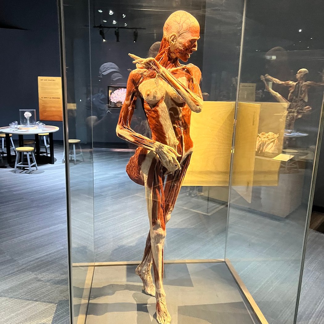 Body Worlds Decoded 3