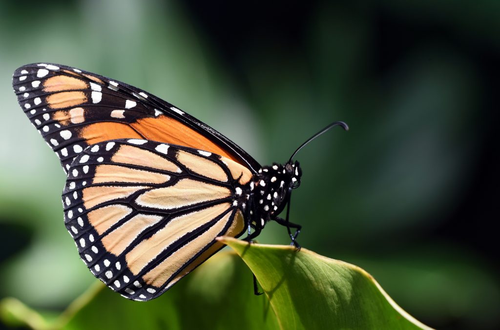 Davis Family Butterfly Vivarium 1