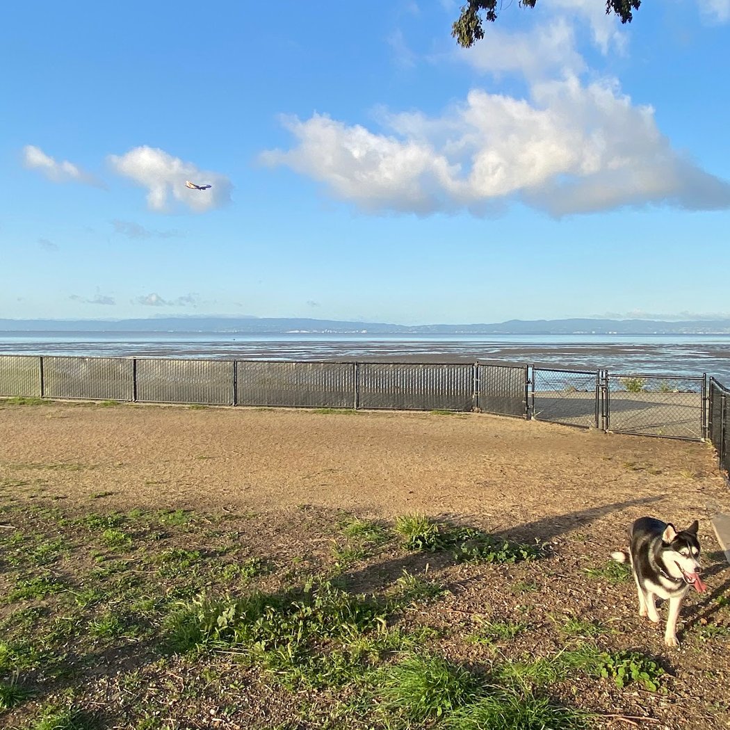 Marina Dog Park 2