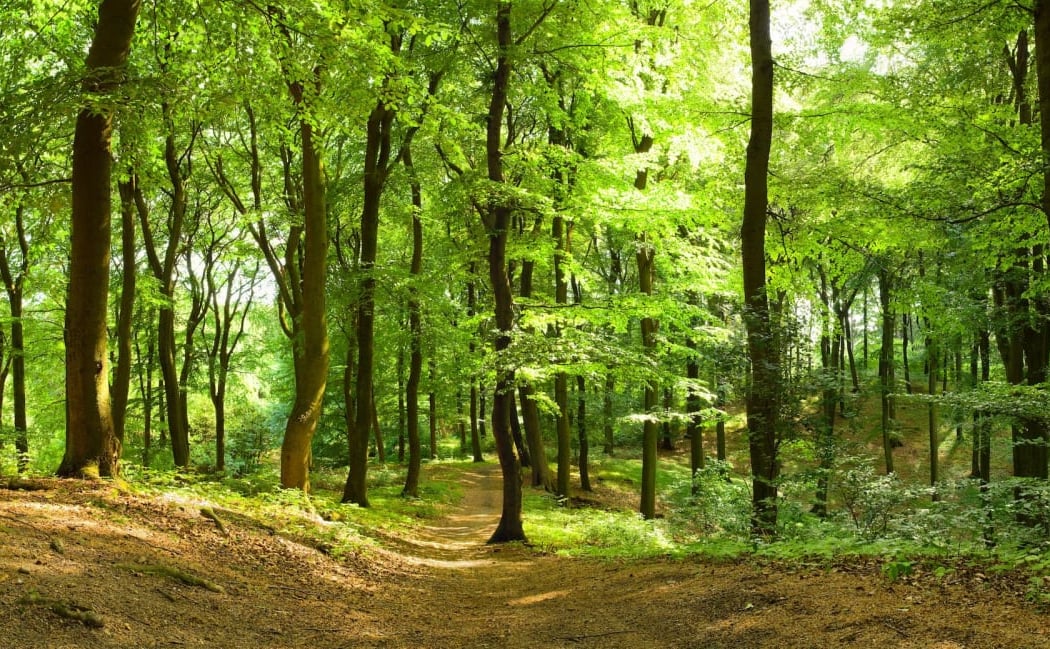 Arboretum de Varennes-en-Argonne 1