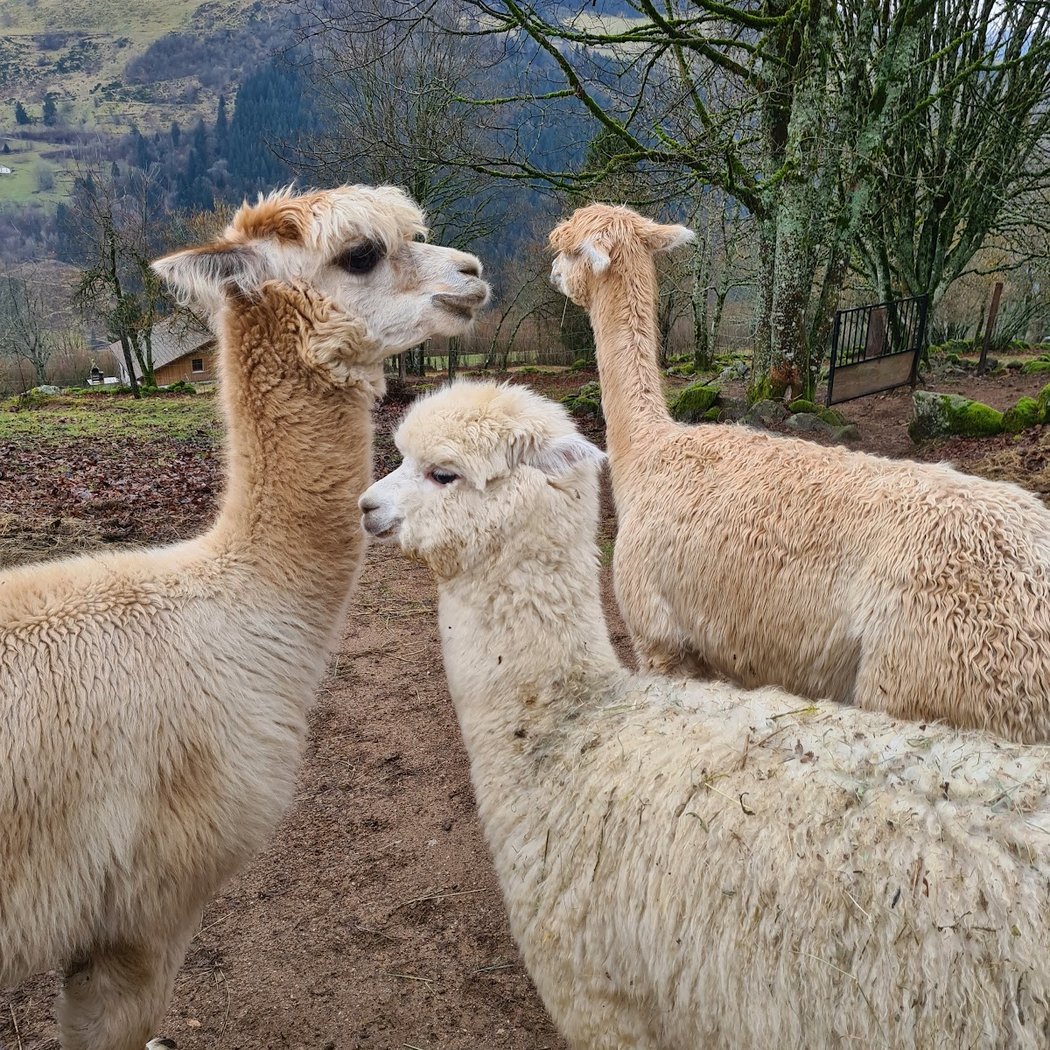 La montagne des Lamas 3