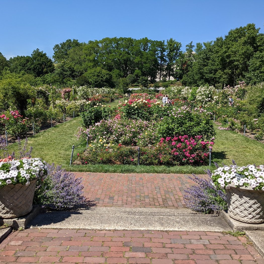 Cranford Rose Garden 1