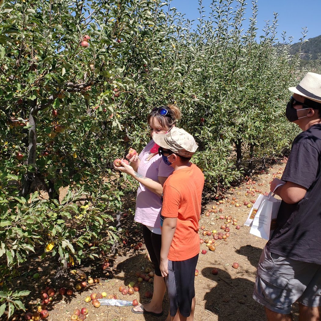 Julian Apple Picking 4
