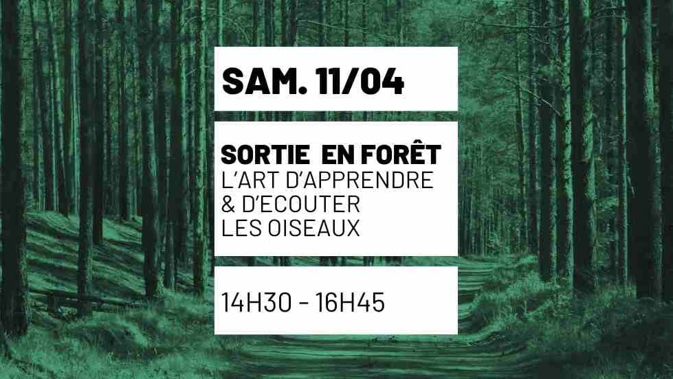 Sortie nature en forêt : Au rythme des oiseaux, surprises à plumes et écoute du vivant 1