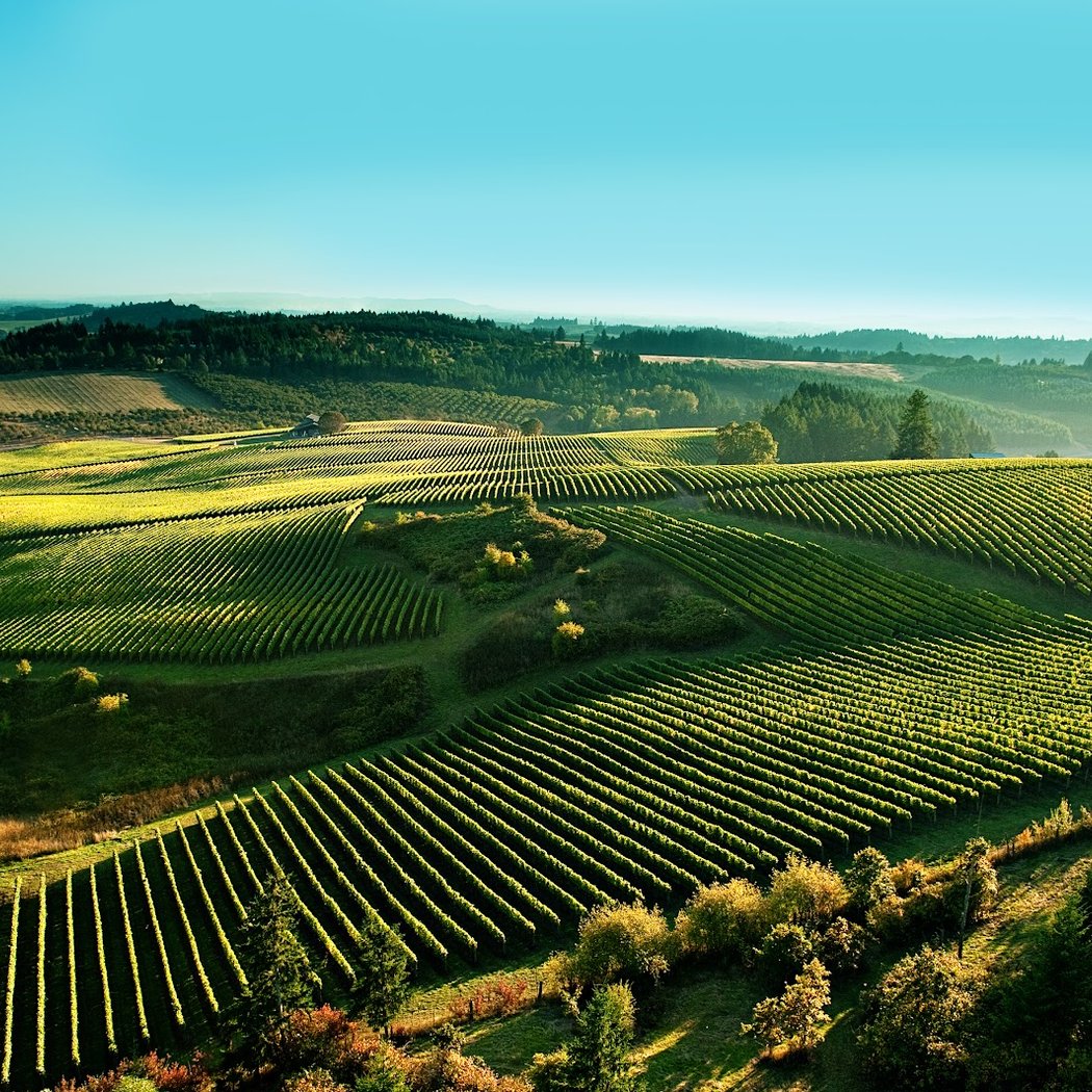 Shea Wine Cellars 5