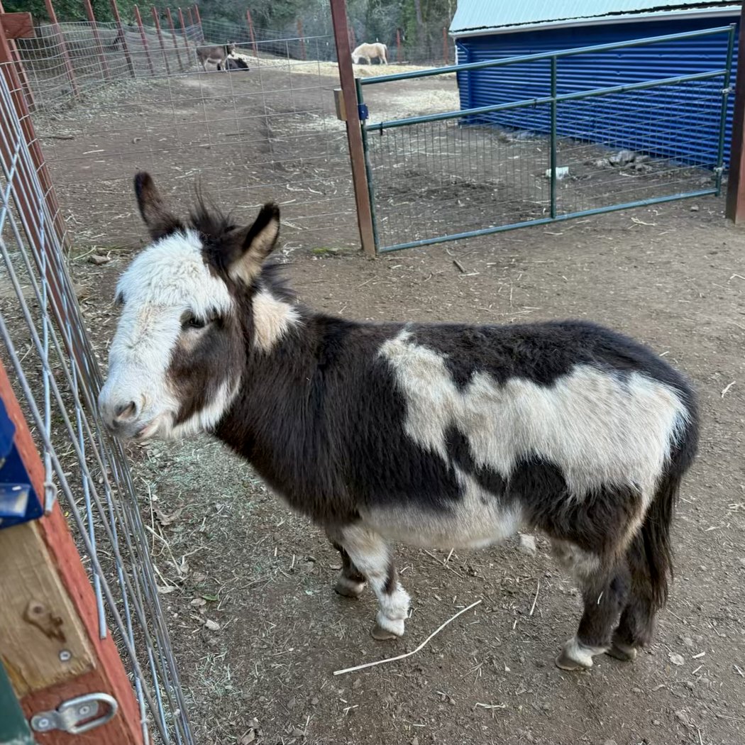 Alma Bonita Animal Rescue 2