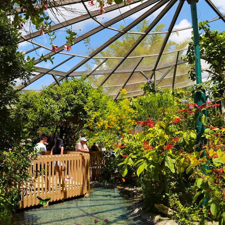 Butterfly World 3
