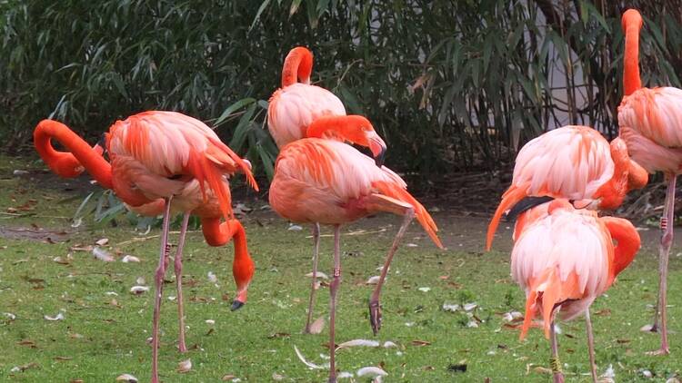 La Ménagerie, le zoo du Jardin des Plantes 3
