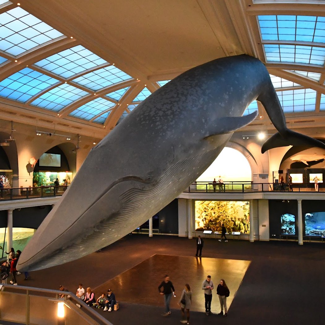 Trick-or-Treating Adventure at AMNH 4