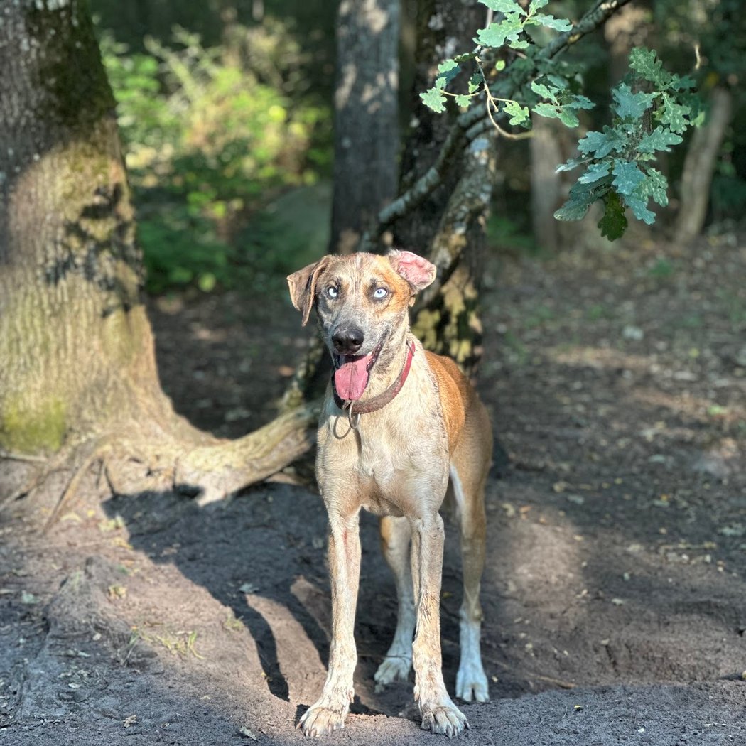 EVASION CANINE 3