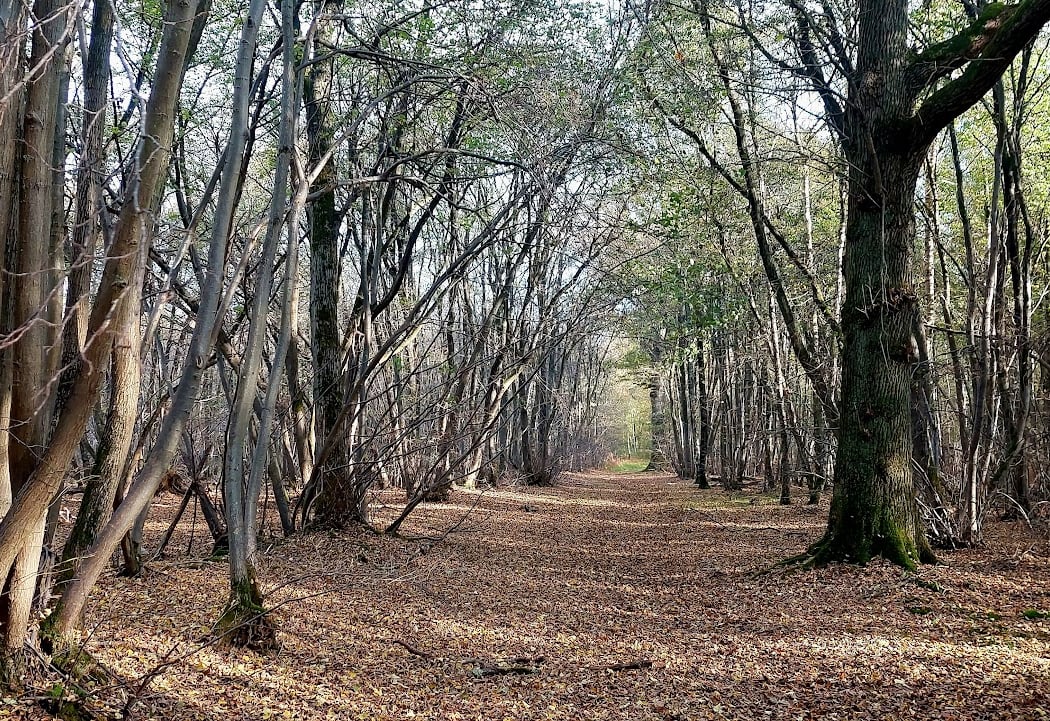 Forêt Domaniale de Notre Dame 1