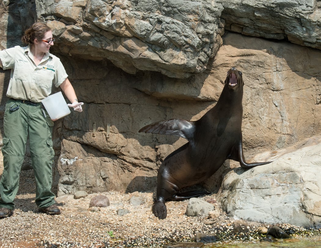 Sea Lion Feedings 1
