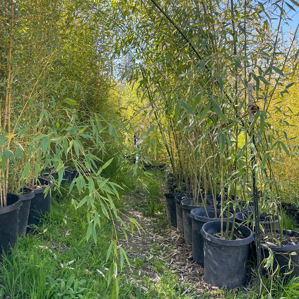 Bamboo Sourcery Nursery & Gardens 1