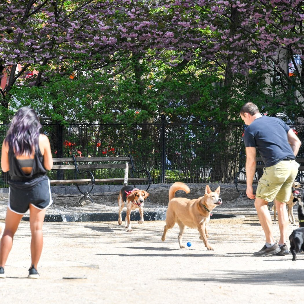Robin Kovary Dog Run for Small Dogs 2