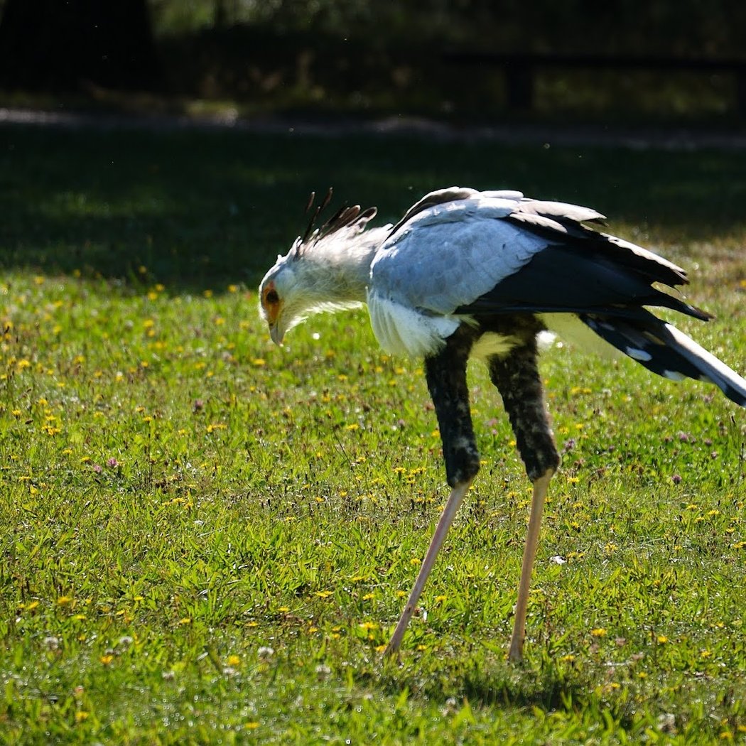 Forêt des Aigles 3